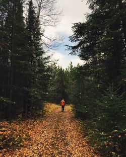 Rear view of man walking on footpath amidst trees in forest