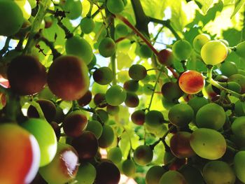 Low angle view of fruits growing on tree