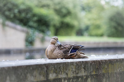 Bird perching on retaining wall