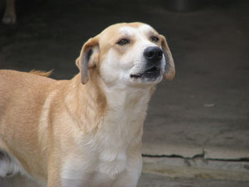 Close-up of dog looking away