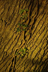 Full frame shot of a tree trunk 