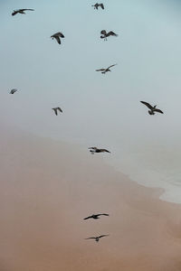 Low angle view of birds flying against clear sky