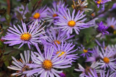 Close-up of purple flower