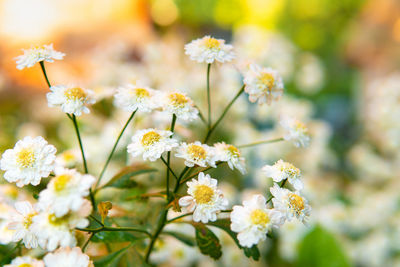 Close-up of yellow flowering plant