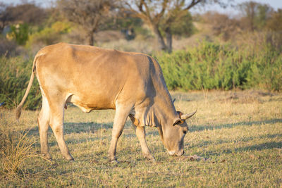 Cow in field at sunset in botswana, africa