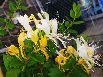 Close-up of yellow flowering plant