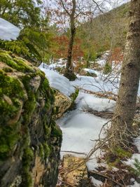 Scenic view of stream amidst trees in forest