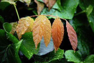 Close-up of wet plant