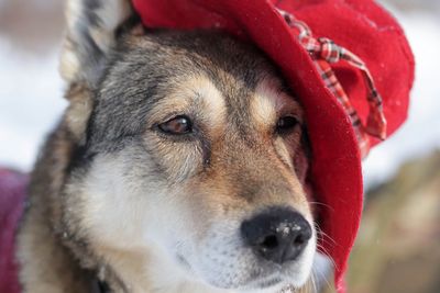 Close-up of dog looking away