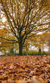 Autumn leaves on fallen tree