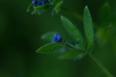 Close-up of green butterfly on plant