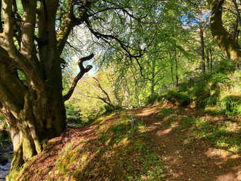 Trees growing in forest
