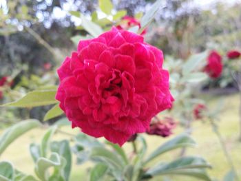 Close-up of pink rose blooming outdoors