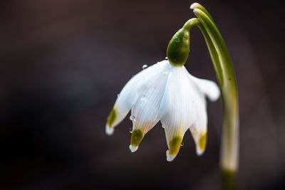 Close-up of white flower