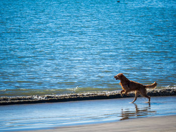 View of dog on beach