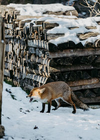 Fox on snow