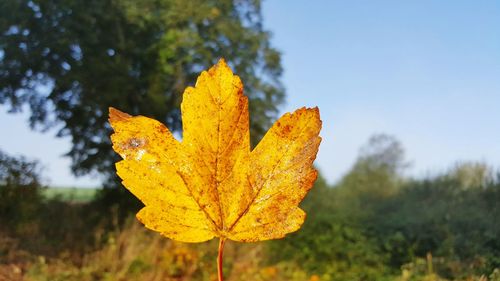 Close-up of yellow maple leaf on tree