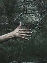 Close-up of hand on branch in forest