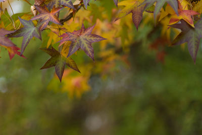 Close-up of maple leaves