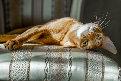 Red cat of abyssinian breed lies on chair in funny pose. cose-up.