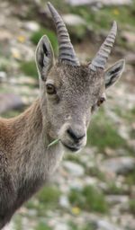 Close-up portrait of deer