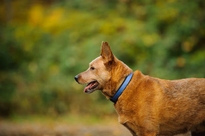 Side view of a dog