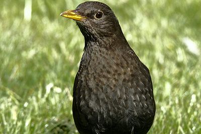 Close-up of bird on grass