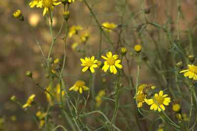 Close-up of yellow flowers blooming outdoors