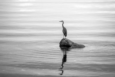 View of a bird on a lake