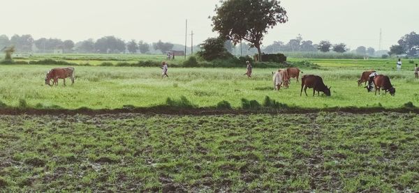 Horses in a field