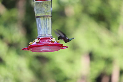 Hummingbird feeding on bird feeder