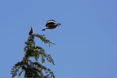 Low angle view of bird flying against clear blue sky