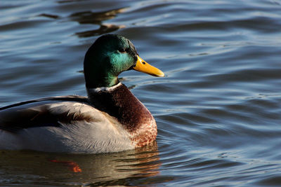 Close-up of mallard duck swimming in lake