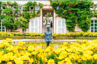 Yellow flowering plants in front of building