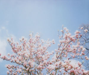 Low angle view of apple blossoms against sky