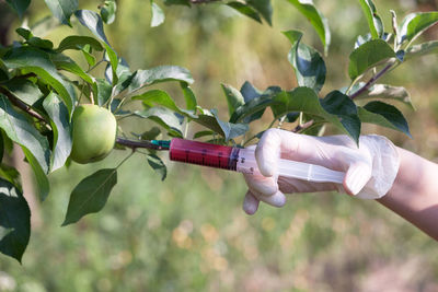 Close-up of hand injecting syringe in fruit hanging on tree