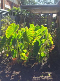 Plants growing in water
