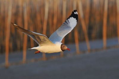 Close-up of bird flying
