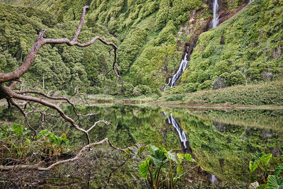Scenic view of river flowing in forest