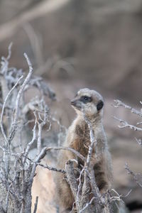 Close-up of a meerkat