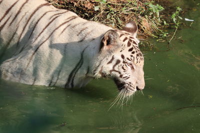 Full length of a cat drinking water