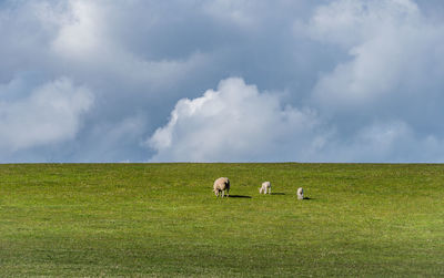 Sheep grazing in a field