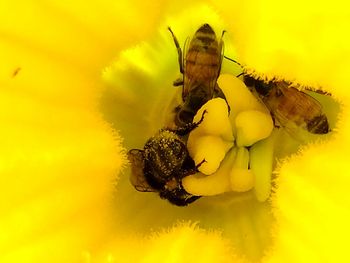 Close-up of insect on yellow plant