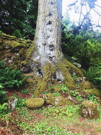 Moss growing on tree trunk