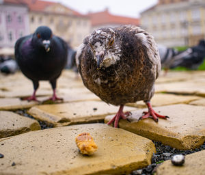 Close-up of pigeons perching