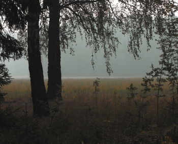 Trees growing on countryside landscape