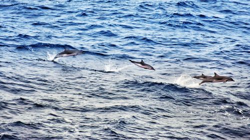 Birds flying over sea