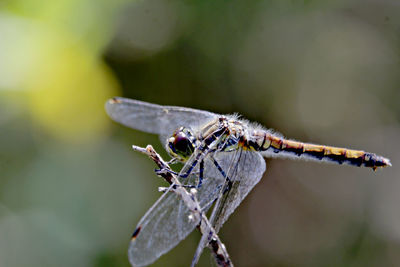 Close-up of dragonfly on twig