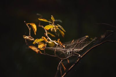 Close-up of caterpillar on plant at night