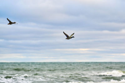 Seagull flying over sea